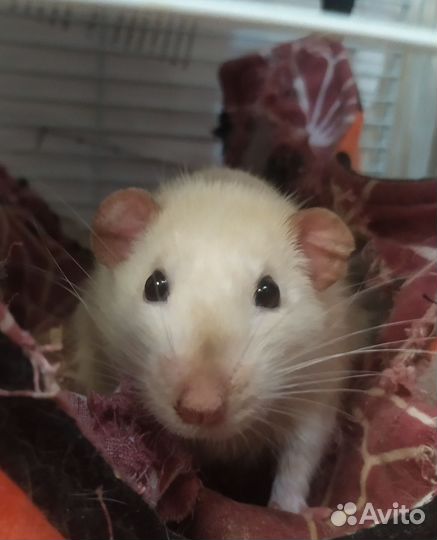 Крыса дамбо сиамская