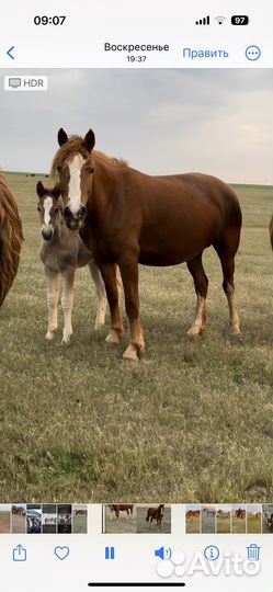 Тяжеловозы кобылы и жеребчики 2022г