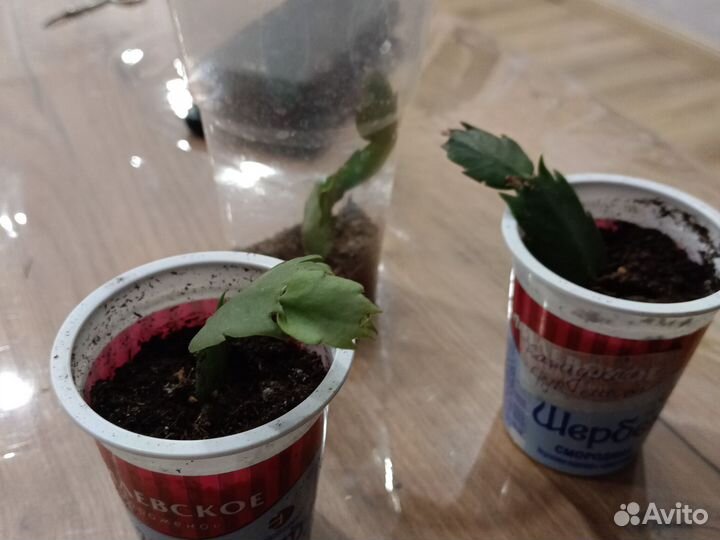 Декабрист желтый