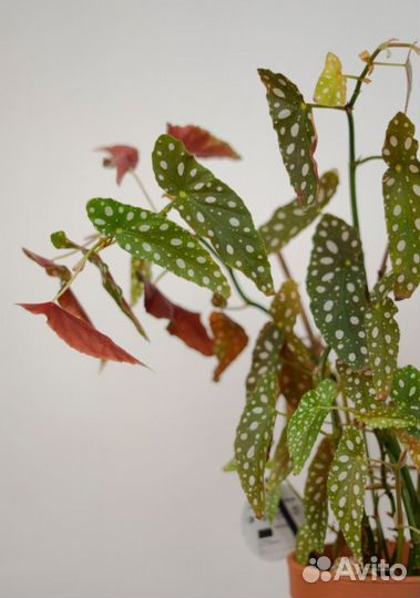 Бегония макулата