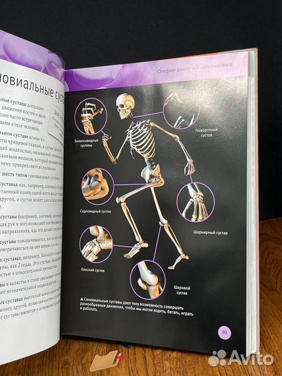 Тело человека