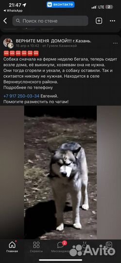 Хаски в добрые руки казань