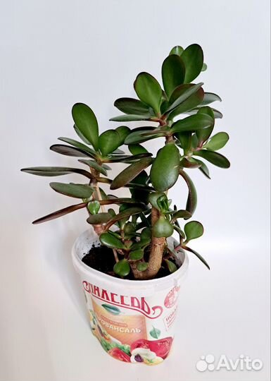 Толстянка, денежное дерево, красула