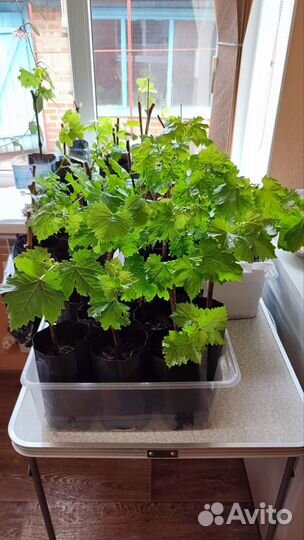 Саженцы и черенки винограда на осень 2023г