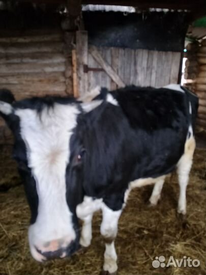 Телка не стельная