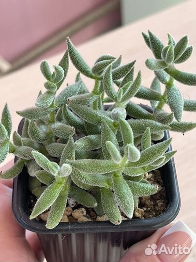 Крассула сортовая