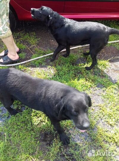 Профессиональная дрессировка собак/кинолог