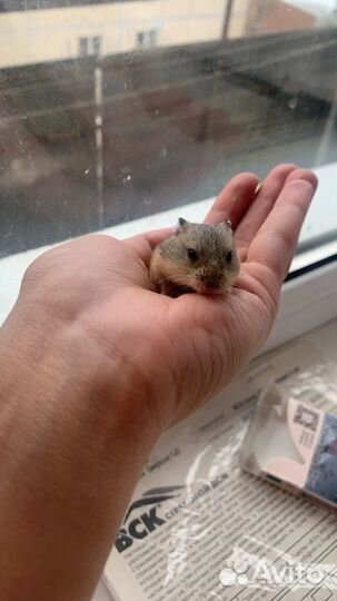 Хомячки Кэмпбелла