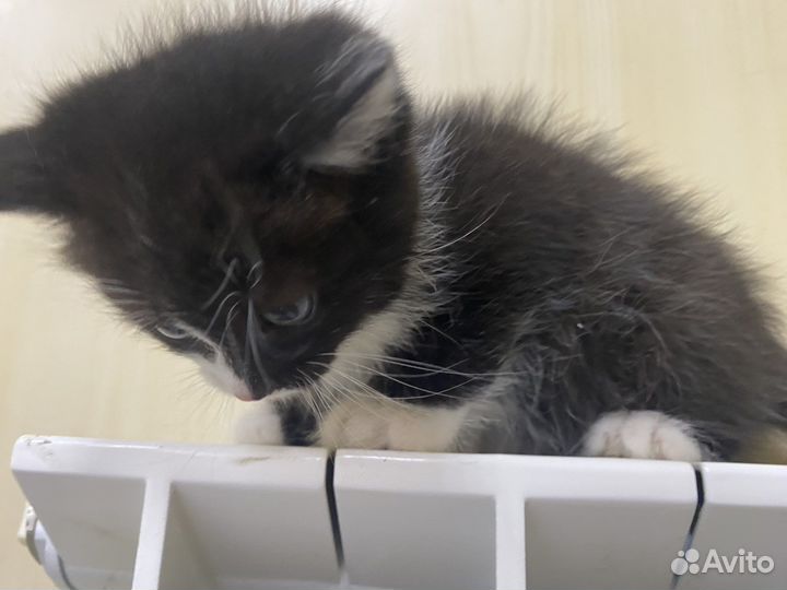 Котята 1 месяц