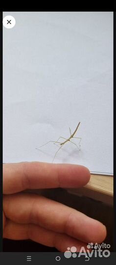 Аннамский палочник