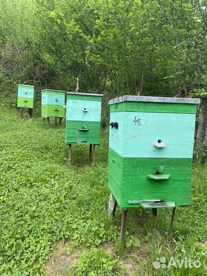 Улей с пчелами