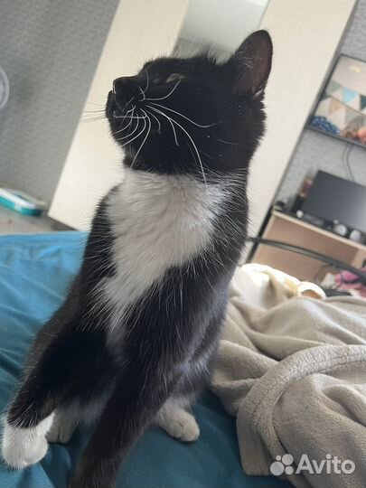 Кошка бесплатно