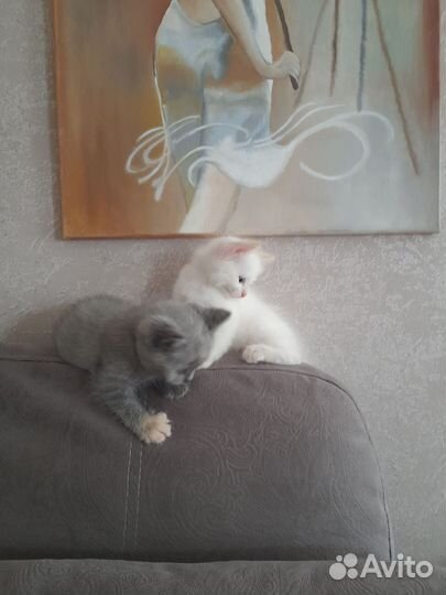 Кошка в дар бесплатно