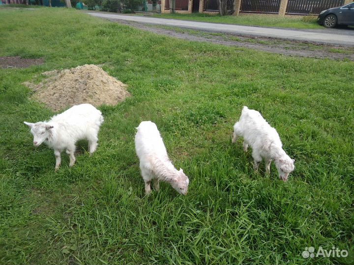 Продаются козлята