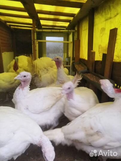 Домашняя индейка