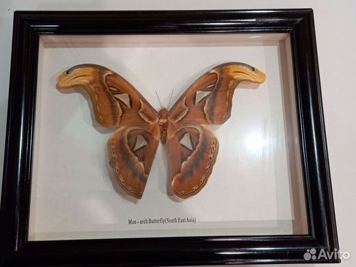 Бабочка в рамке (Mon. arch Butterfly)