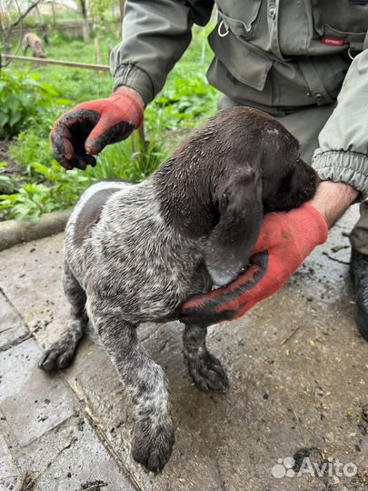 Курцхаар охотничья собака