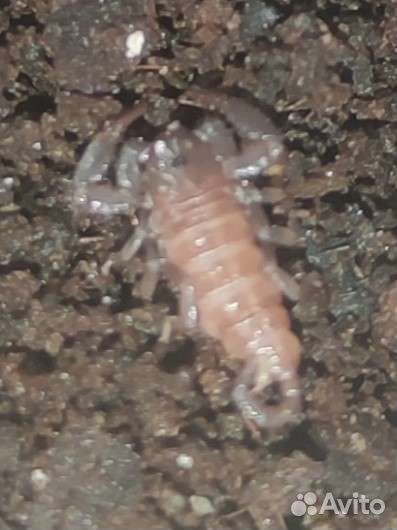 Передержка рептилий, пауков, скорпионов