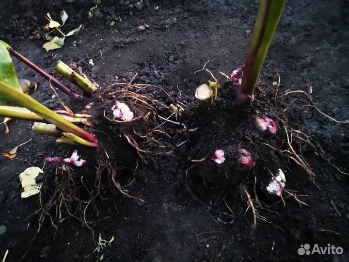 Канны красные