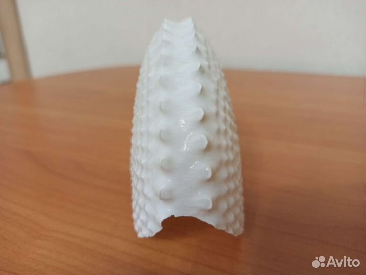 Морская раковина