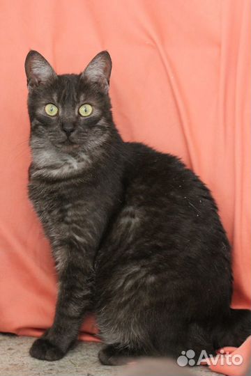 Кот Морфеус