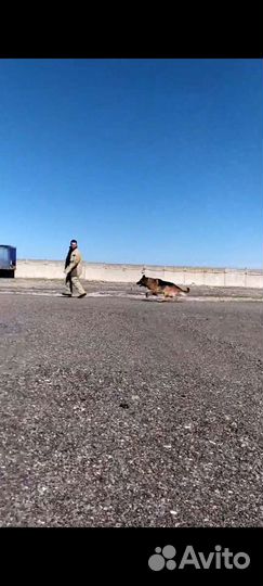 Дрессировка собак, фигурант