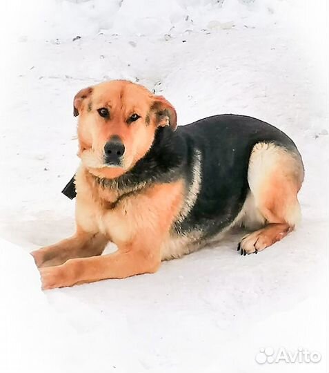 Собака для охраны во двор