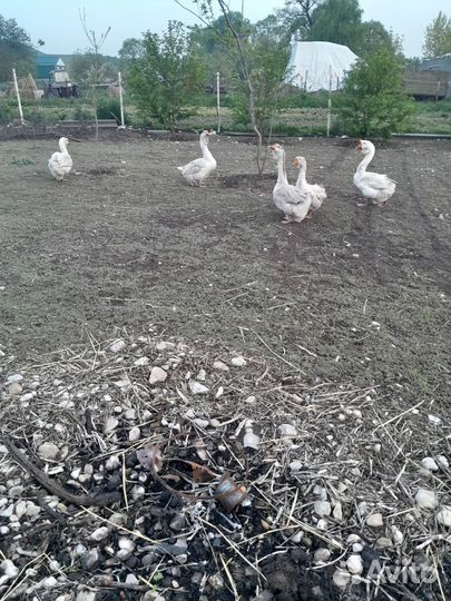 Гусь халмагор