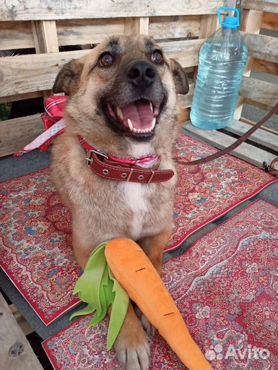 Маленькая собака Мира ищет дом