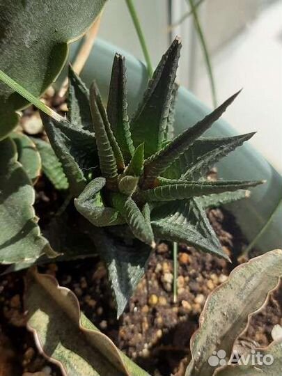 Сансевьерии, Суккуленты