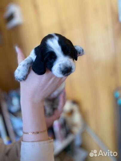 Щенки русского охотничего спаниеля