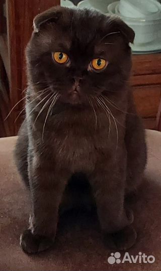 Шотландские коты вязка