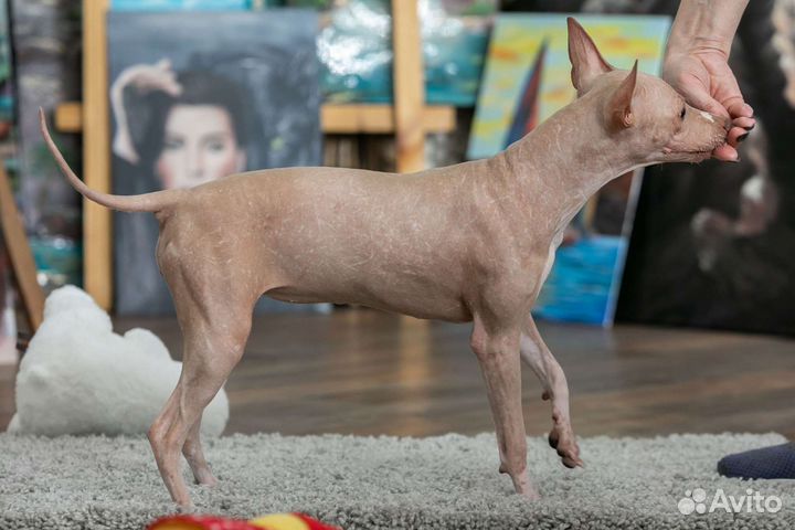 Американский голый терьер