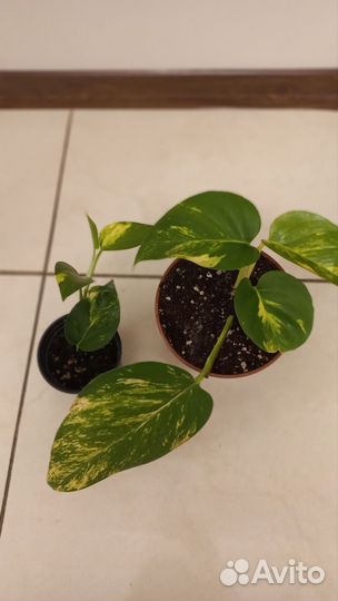 Комнатные растения Эпипремнум Ауреум Гигантум