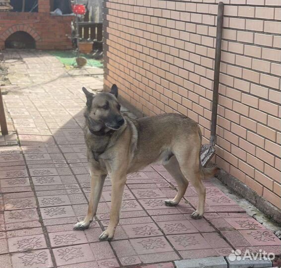 Собака в добрые руки отдам бесплатно