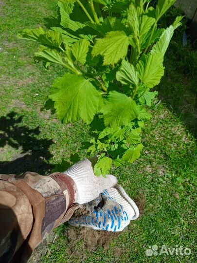 Саженцы смородины черной и красной