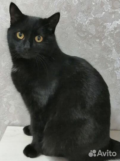 Кошки в добрые руки
