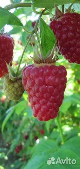 Ремонтантная малина саженец