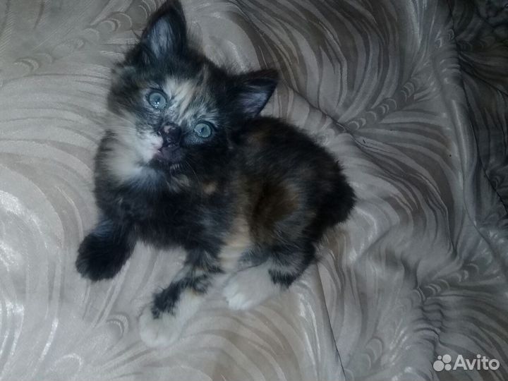 Сибирские пушистики