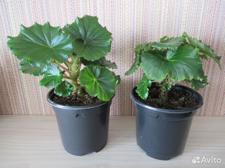 Бегония элатиор