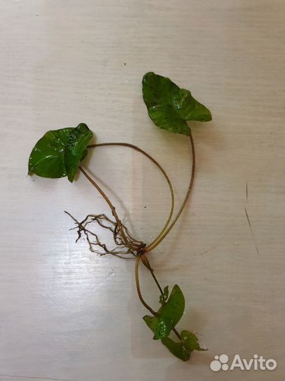 Аквариумные растения