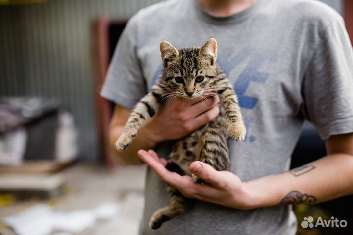 Котёнок девочка