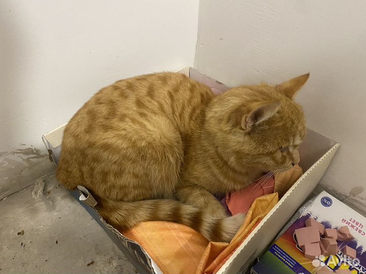 Отдам кота в добрые руки