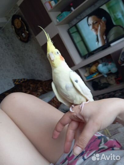 Попугай корелла с клеткой