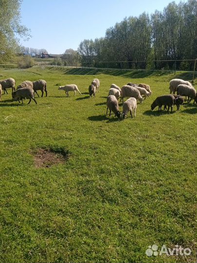 Катумские бараны,ягнята