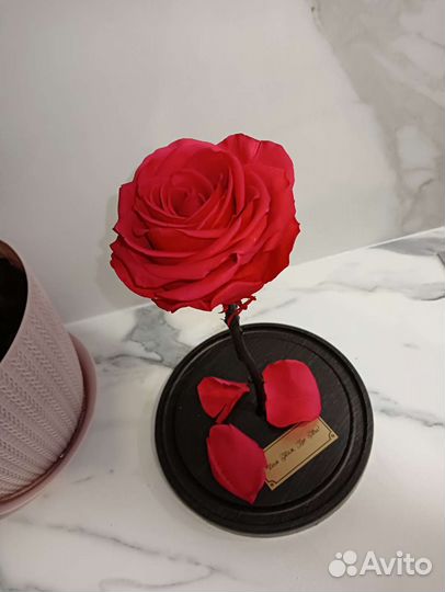 Вечная роза в колбе, кинг