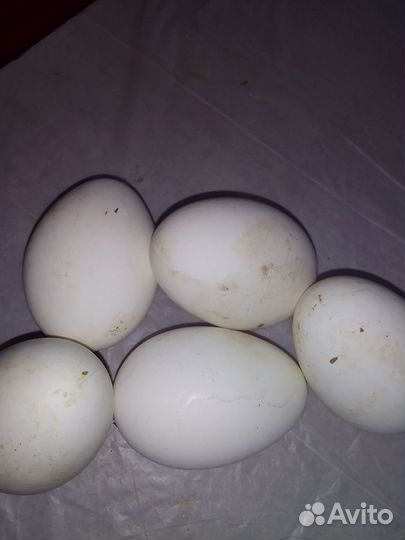 Инкубационное яйцо гусей линда