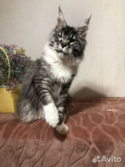 Мейн-кун