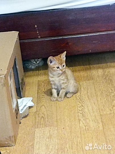 Отдам в добрые руки трех котят