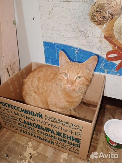 Котик в добрые руки